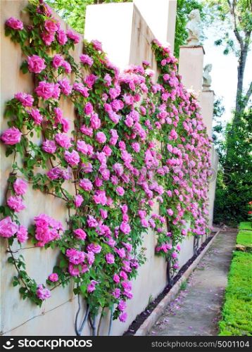 Roses in spanish Garden - Alhambra garden from Granada in Andalusia