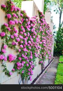 Roses in spanish Garden - Alhambra garden from Granada in Andalusia