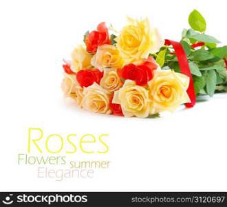 Roses isolated on a white background