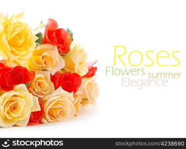 Roses isolated on a white background