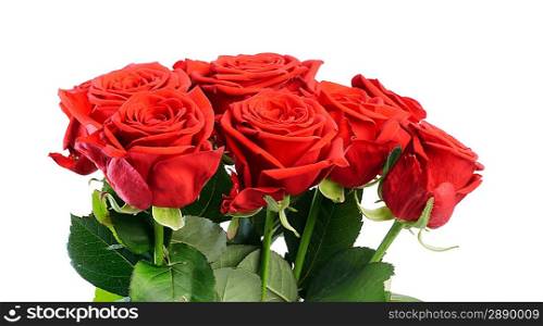 Roses isolated over white