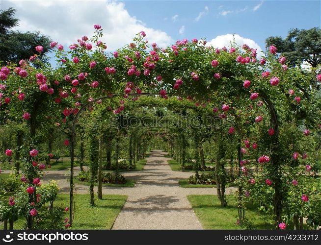 roses pergola in a french garden. pergola in a french garden