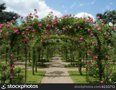 roses pergola in a french garden. pergola in a french garden