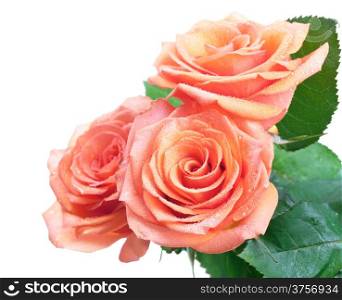Roses with dew drops isolated on white background. Empty room for text