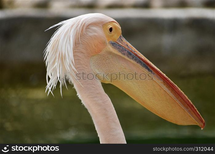 Rosy Pelican, Pelecanus onocrotalus, Hyderabad, Telanagana, India.. Rosy Pelican, Pelecanus onocrotalus, Hyderabad, Telanagana, India