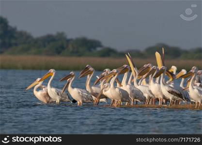 Rosy Pelicans, Pelecanus onocrotalus, Jamnagar, India