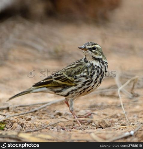 Rosy Pipit (Anthus roseatus), standing on the rock in non-breeding season