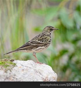 Rosy Pipit (Anthus roseatus), standing on the rock in non-breeding season