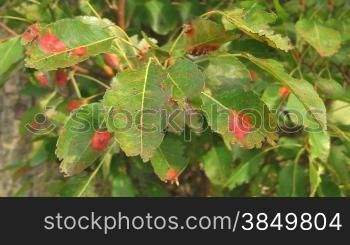 Rot-grnne BlStter eines Birnbaums wehen im Wind.