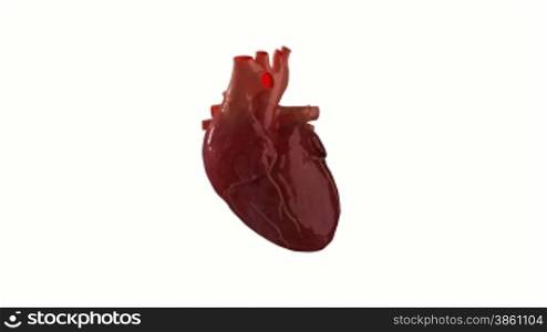 Rotating real human heart with pulse trace