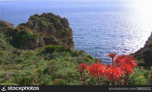 Rote Blumen auf einem grnn bewachsenen Felsen am blauen Meer - eine Bucht, die Sonne spiegelt sich im Wasser; Knste der Algarve, Portugal.