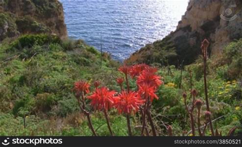 Rote Blumen auf einem grnn bewachsenen Steilhang am blauen Meer - eine Bucht, die Sonne spiegelt sich im Wasser; Knste der Algarve, Portugal.