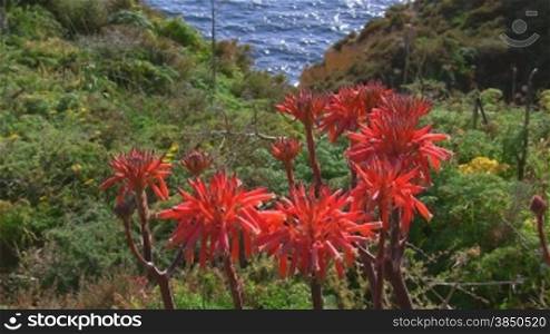 Rote Blumen auf einem grnn bewachsenen Steilhang am blauen Meer; Knste der Algarve, Portugal.