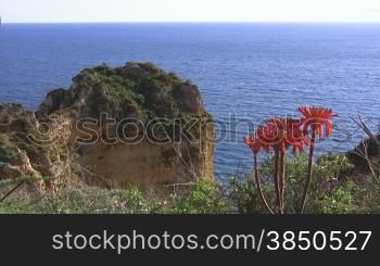 Rote Blumen auf einer Klippe / Felsen mit grnnen Bnschen am blauen Meer - Blick auf einen sandsteinfarbenen, grnn bewachsenen Felsen und das Meer; Knste der Algarve, Portugal.