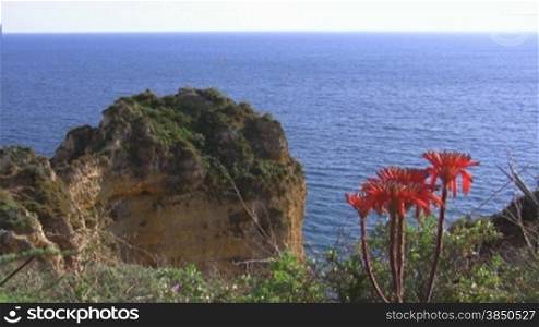 Rote Blumen auf einer Klippe / Felsen mit grnnen Bnschen am blauen Meer - Blick auf einen sandsteinfarbenen, grnn bewachsenen Felsen und das Meer; Knste der Algarve, Portugal.