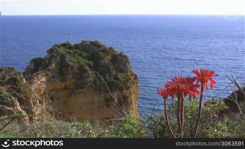 Rote Blumen auf einer Klippe / Felsen mit grunen Buschen am blauen Meer - Blick auf einen sandsteinfarbenen, grun bewachsenen Felsen und das Meer; Kuste der Algarve, Portugal.