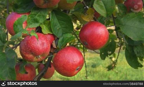 Rote reife -pfel hSngen an einem Apfelbaum