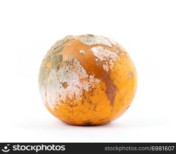 rotten and moldy orange on white background