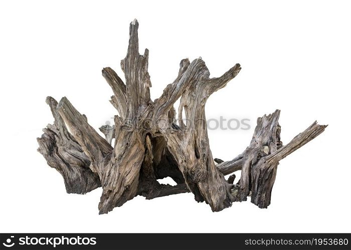 Rotten Dead Tree Trunk, Old Wooden Decay Isolated On White Background