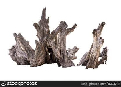 Rotten Dead Tree Trunk, Old Wooden Decay Isolated On White Background