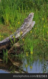 rotten tree trunk and treacle mustard or wormseed wallflower in the wetland