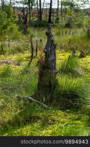 Rotten tree trunk on moorland with moss and grass. Rotten tree trunk Pietmoor