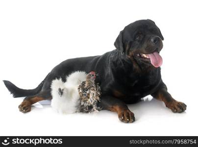 rottweiler and chicken in front of white background