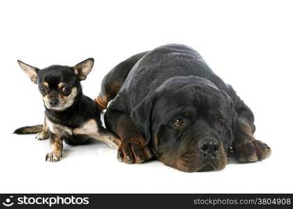 rottweiler and chihuahua in front of white background