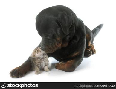 rottweiler and kitten exotic shorthair in front of white background