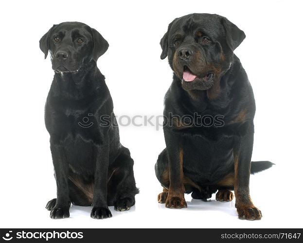 rottweiler and labrador retriever in front of white background