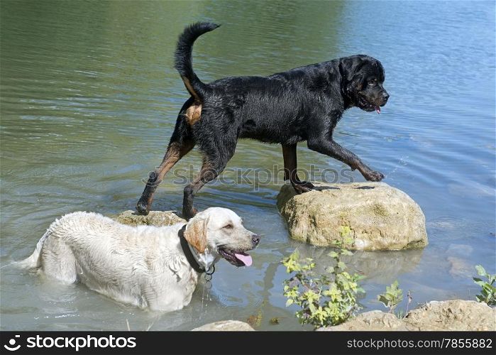 rottweiler and labrador retriever in the river