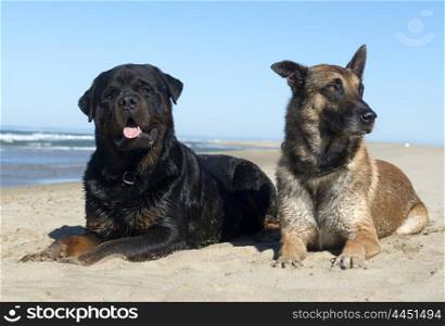 rottweiler and malinois lying down on the beach