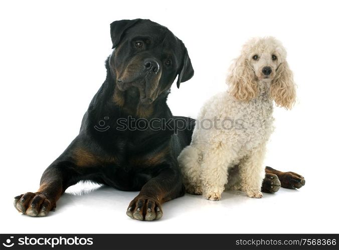 rottweiler and poodle in front of a white background