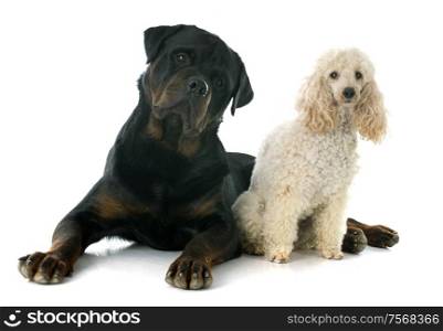 rottweiler and poodle in front of a white background