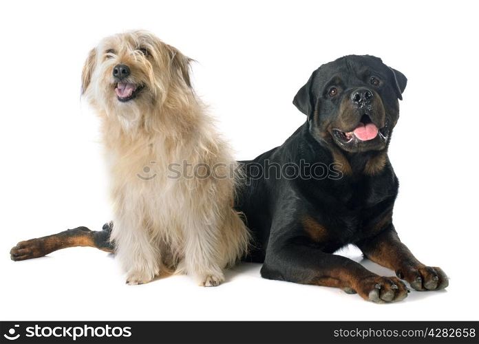 rottweiler and pyrenean shepherd in front of white background