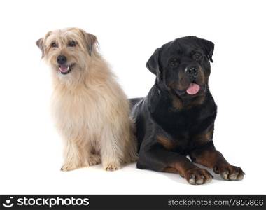 rottweiler and pyrenean shepherd in front of white background