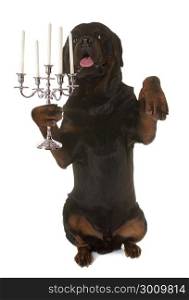 rottweiler and silver candelabrum in front of white background