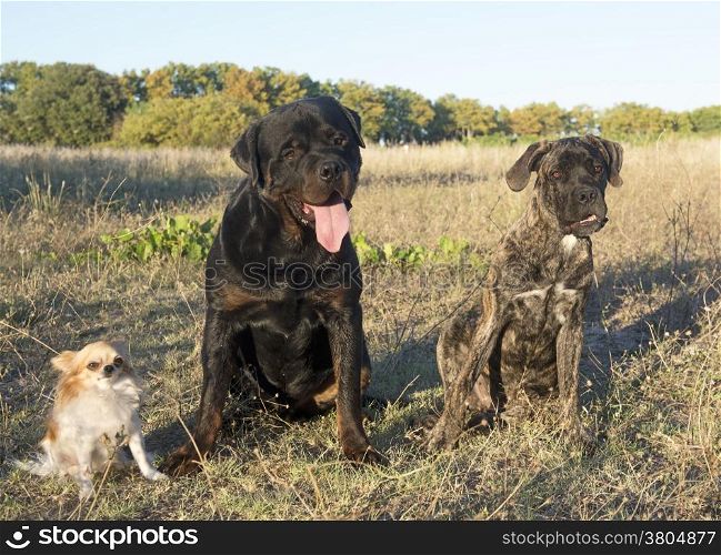 rottweiler, chihuahua and cane corso in the nature