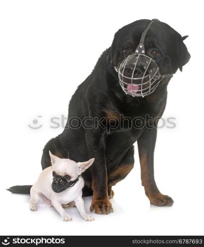 rottweiler, chihuahua and muzzles in front of white background