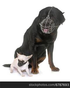 rottweiler, chihuahua and muzzles in front of white background