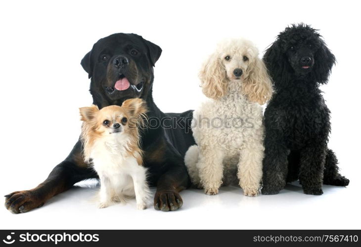 rottweiler, chihuahua and poodles in front of a white background