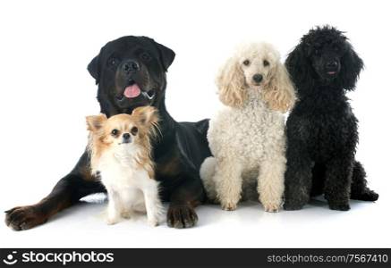 rottweiler, chihuahua and poodles in front of a white background