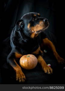 rottweiler dog with a halloween pumpkin