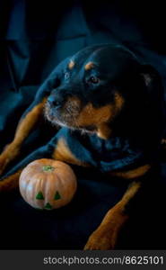 rottweiler dog with a halloween pumpkin