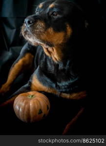 rottweiler dog with a halloween pumpkin
