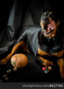 rottweiler dog with a halloween pumpkin