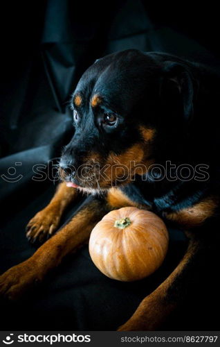 rottweiler dog with a halloween pumpkin