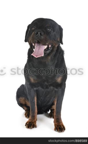 rottweiler in front of white background