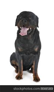 rottweiler in front of white background