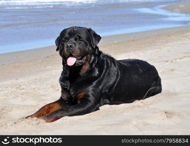 rottweiler on the beach laid down in the sand